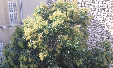 appartement  2 marseille 13008 Périer / Saint sébastien calme