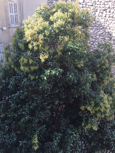 appartement  2 marseille 13008 Périer / Saint sébastien calme