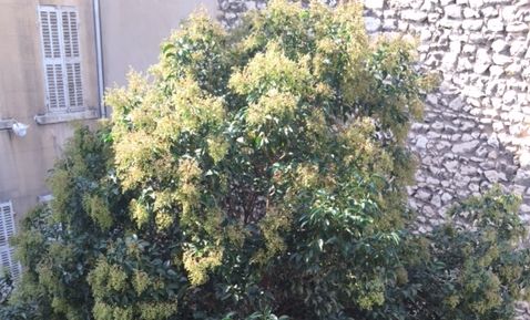 appartement  2 marseille 13008 Périer / Saint sébastien calme